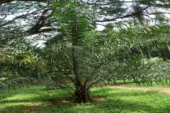 Butia capitata